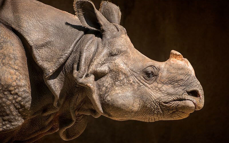 Side profile of a rhinoceros whose single horn is just a stub