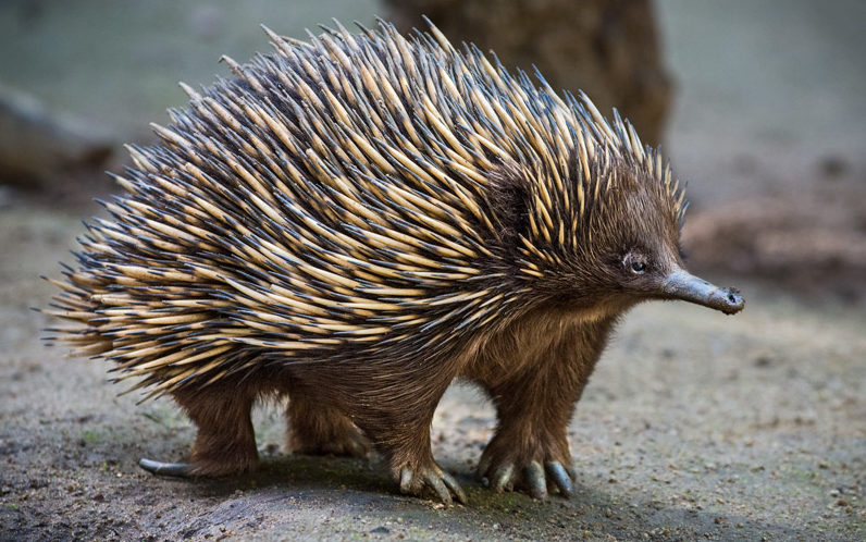 A echidna, a type of marsupial that resembles a hedgehog, standing on dirt ground