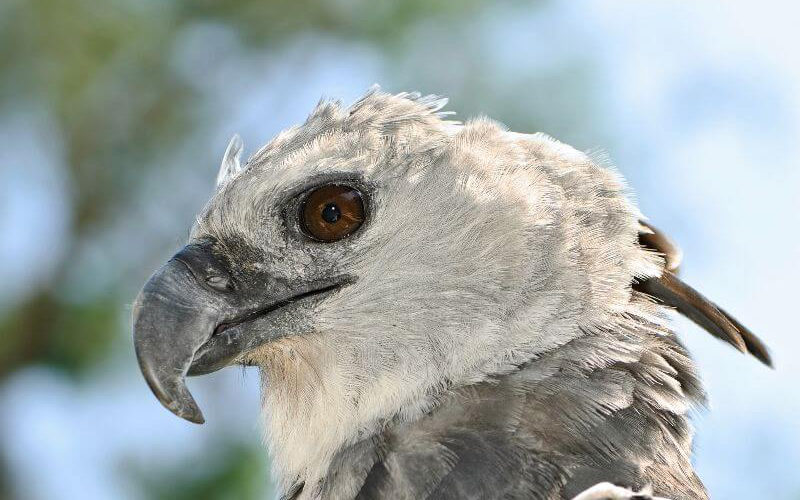 side profile of a gray eagle with brown eyes and a hooked beak