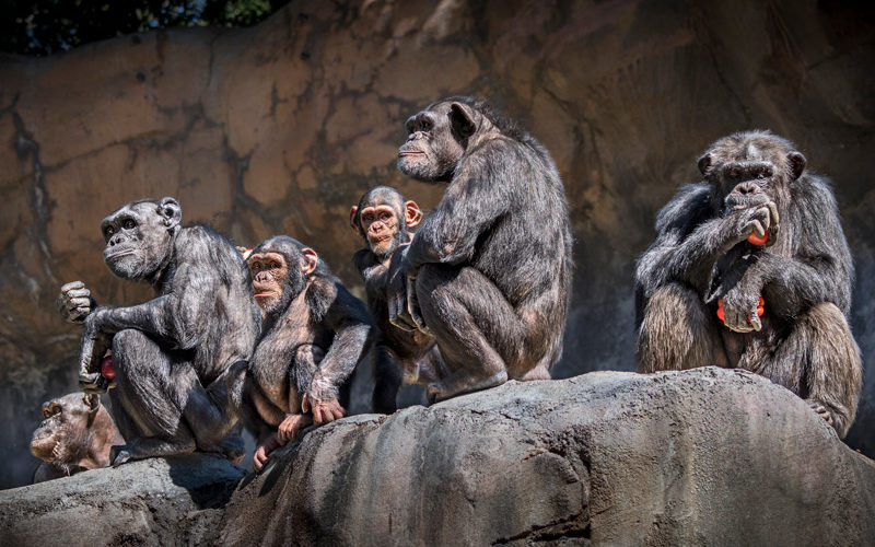 Six chimpanzees sitting on a rocky ledge while two of them eat red bell peppers