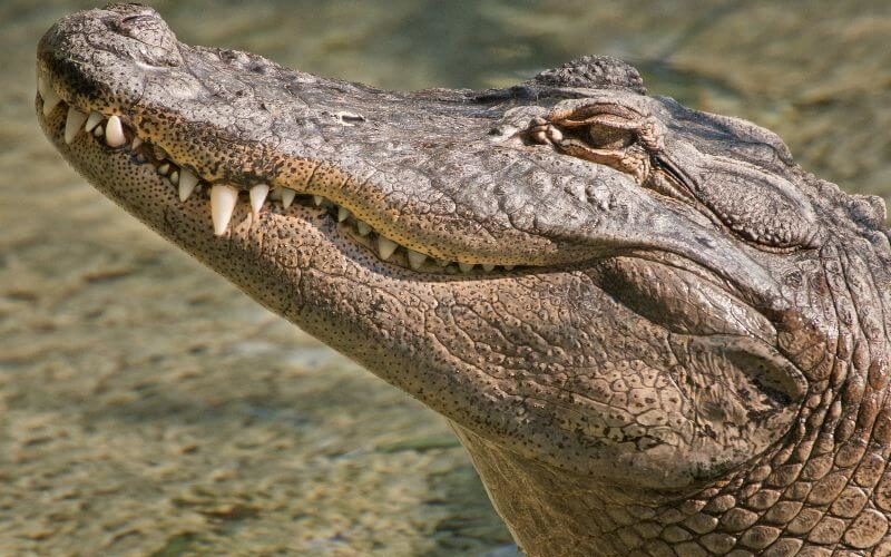 Side profile of an alligator with its mouth closed and water in the background