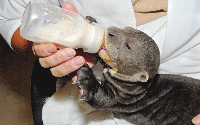 A baby otter sitting on a zookeeper's lap and drinking milk from a bottle