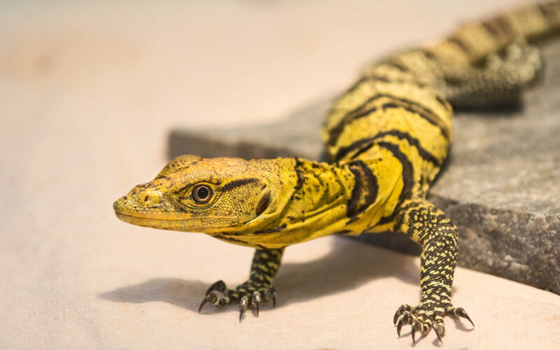 A large lizard with yellow and brown patterned skin lays with its body partially on a slab of rock