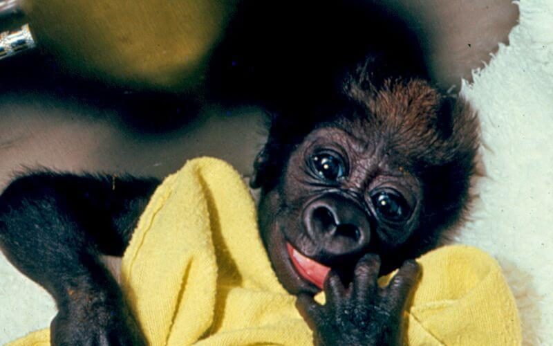 An infant gorilla lies on its back and clutches a yellow blanket