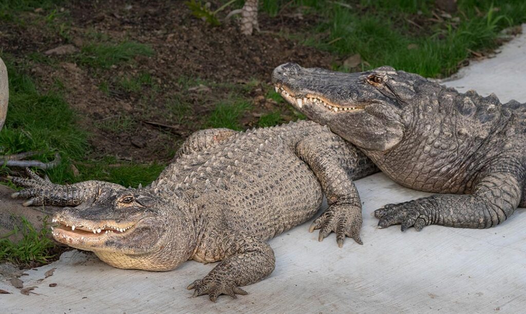 American Alligator Los Angeles Zoo And Botanical Gardens La Zoo