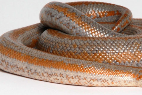 Reptiles | Los Angeles Zoo and Botanical Gardens (LA Zoo)