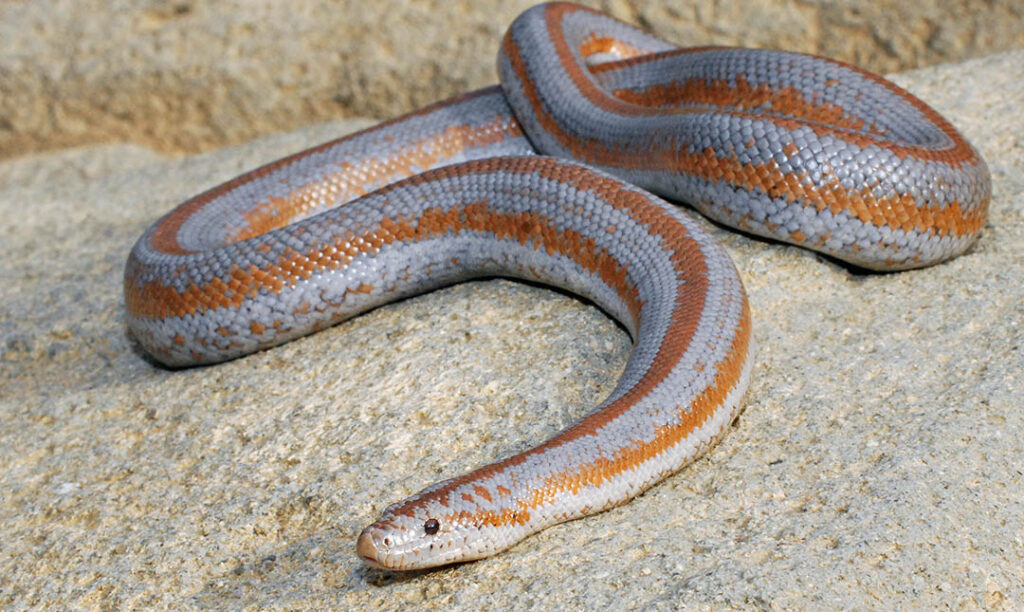 Rosy Boa Los Angeles Zoo and Botanical Gardens (LA Zoo)