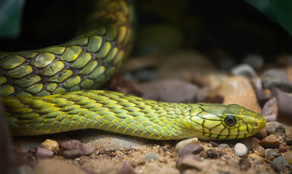 West African Green Mamba | Los Angeles Zoo and Botanical Gardens (LA Zoo)
