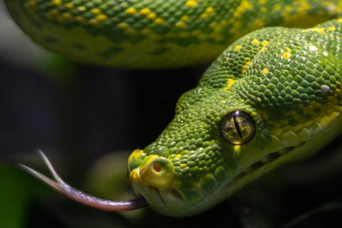 Green Tree Python | Los Angeles Zoo and Botanical Gardens (LA Zoo)