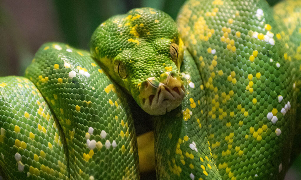 Green Tree Python | Los Angeles Zoo and Botanical Gardens (LA Zoo)