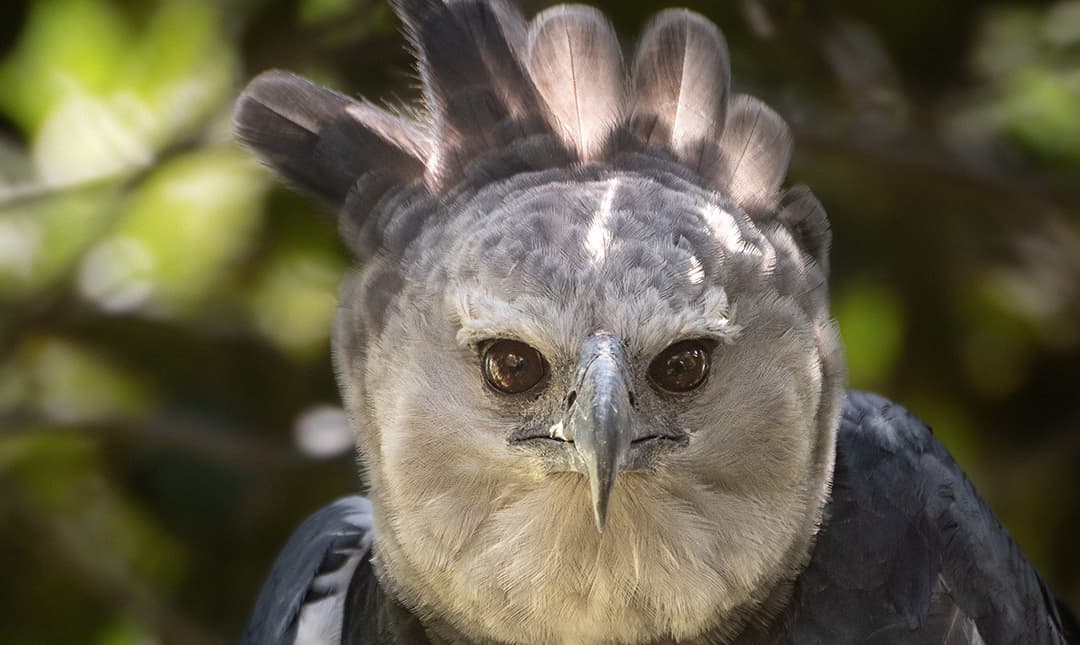 harpy eagle wingspan harpy eagle wingspan