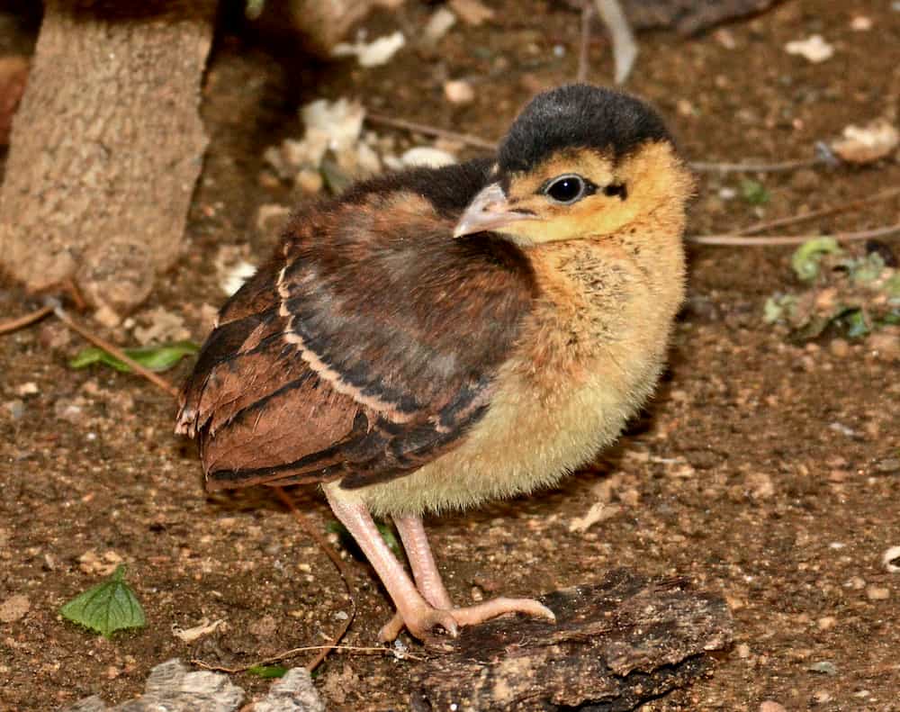 Small bird with brown wings and a yellowish breast stands on dirt ground, looking over one wing