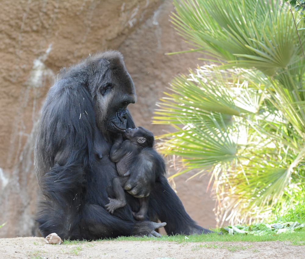 Mother gorilla kisses the newborn infant she is holding to her chest