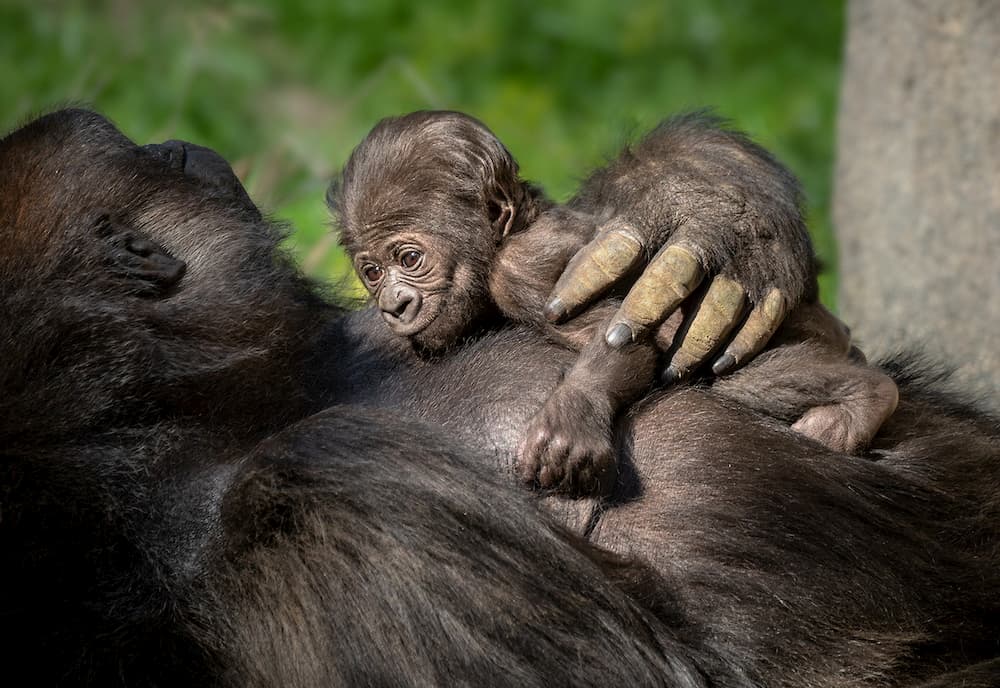 Gorilla female reclines, holding her newborn gorilla baby against her chest with one hand
