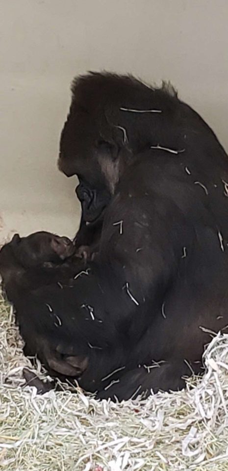 Gorilla female looks down at the newborn she is cradling in her arms