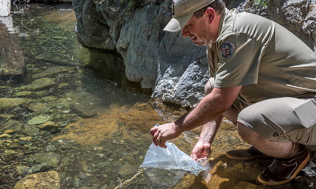 LA Zoo staff hiking to release southern mountain yellow legged frogs in the wild.