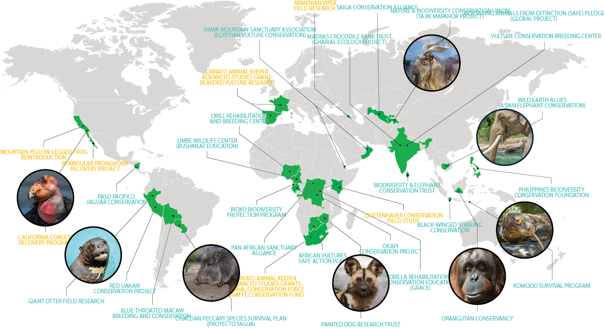 world map with inset photos of endangered species and lines pointing to the countries where the L.A. Zoo is participating in conservation programs for those species