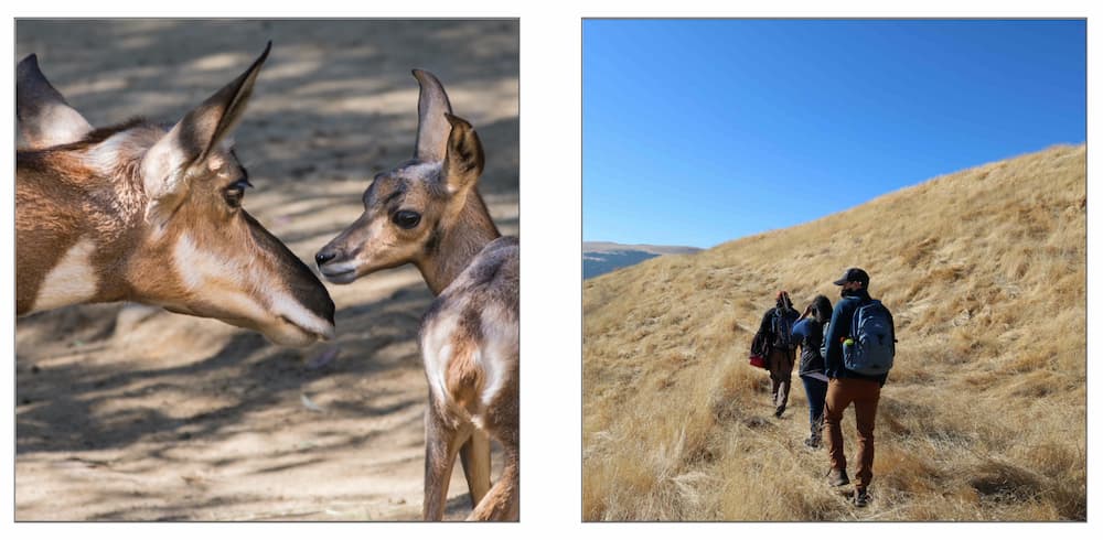 Photo of a mother and baby pronghorn, and a photo of people walking in a field.