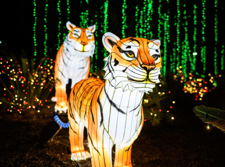 L.A. Zoo Lights Animals Aglow Los Angeles Zoo and Botanical Gardens