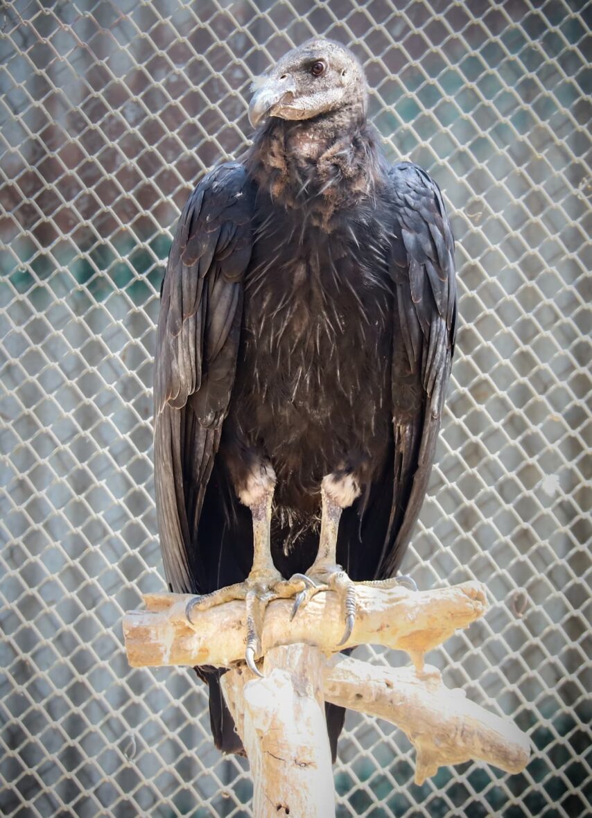 Inkio the condor on a perch in front of a fence