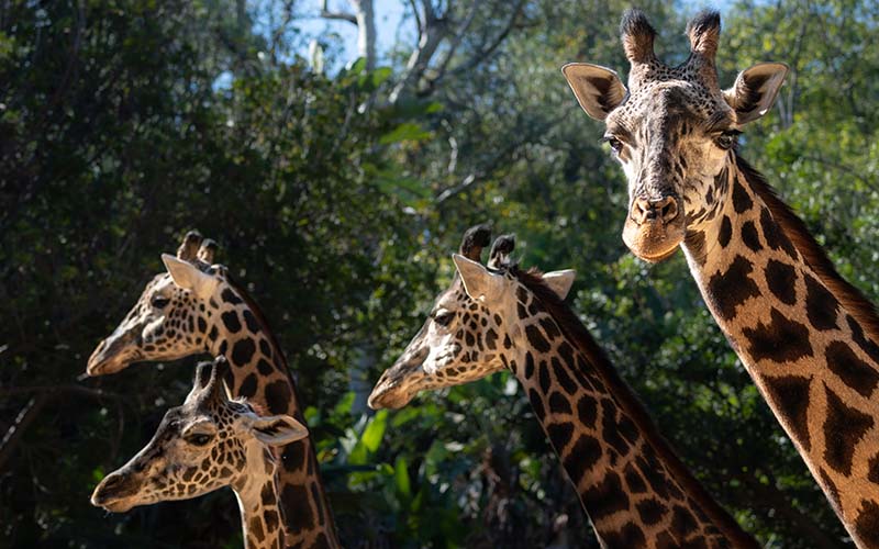 Giraffes at the L.A. Zoo